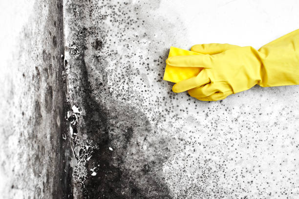 Best Forensic Mold Investigation  in Jefferson Valley Yorktown, NY