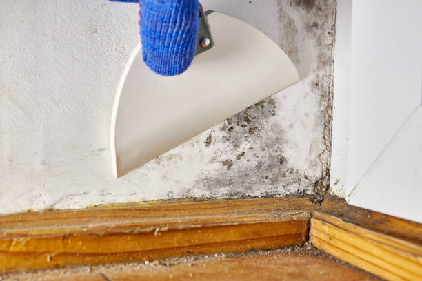 Best Black Mold Removal  in Jefferson Valley Yorktown, NY